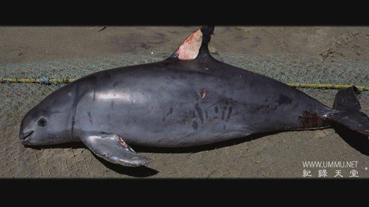 海洋战士 Ocean Warriors插图5