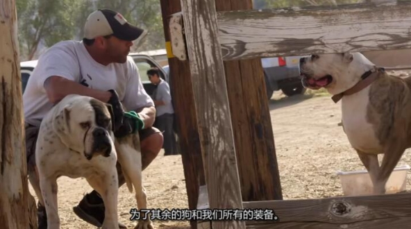 狗儿救援迎新生 第4季 Pit Bulls and Parolees插图1