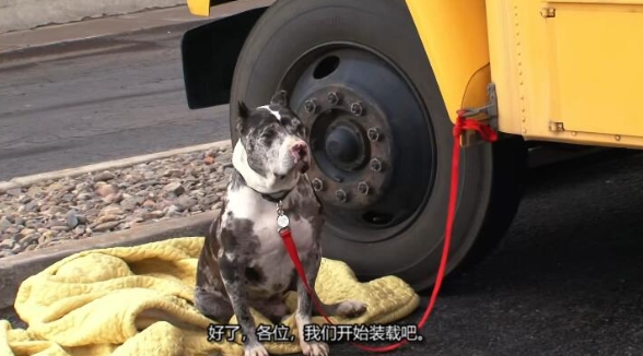 狗儿救援迎新生 第4季 Pit Bulls and Parolees插图2
