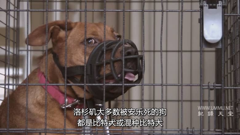 狗：不可能 Dog: Impossible插图3