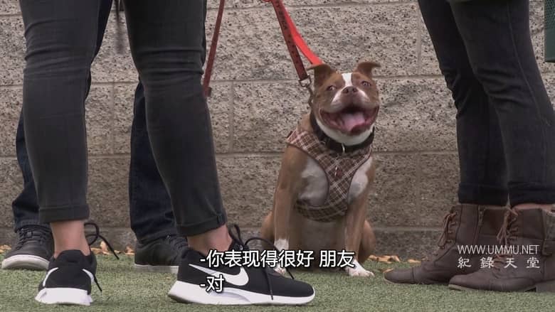 狗：不可能 Dog: Impossible插图7