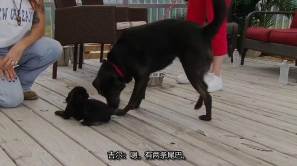 狗儿救援迎新生 第7季  Pit Bulls and Parolees插图2