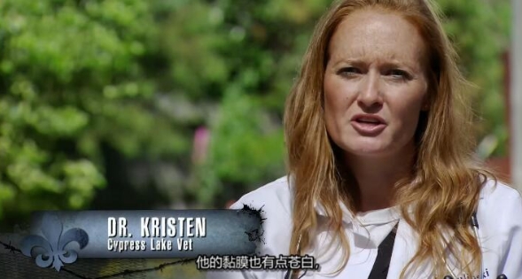 狗儿救援迎新生 第7季  Pit Bulls and Parolees插图3