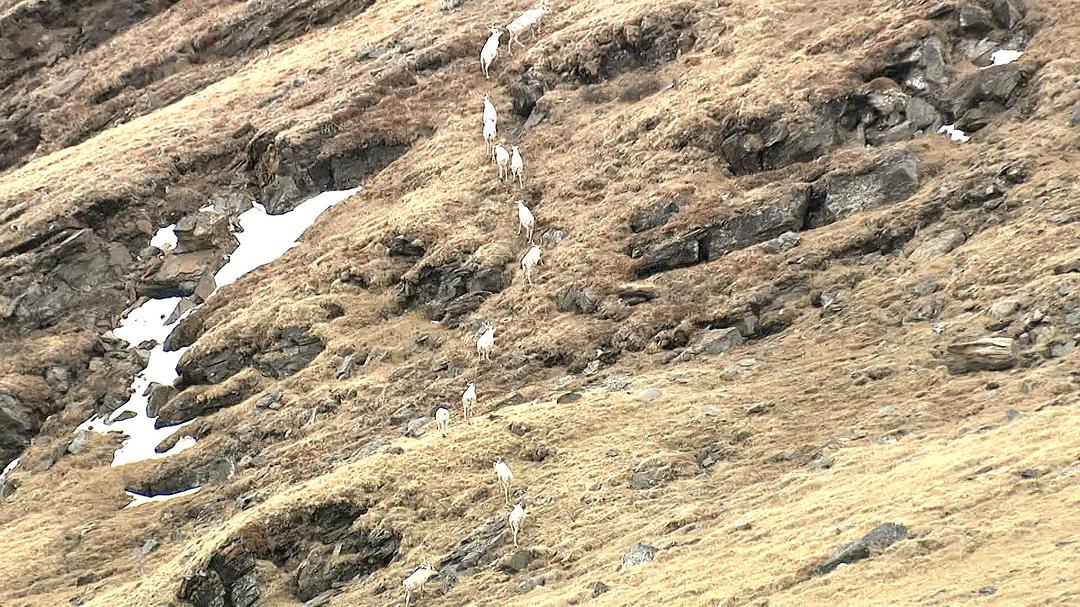 野性加拿大 第一季 Wild Canada Season 1插图1