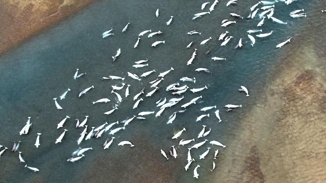 野性加拿大 第一季 Wild Canada Season 1插图2