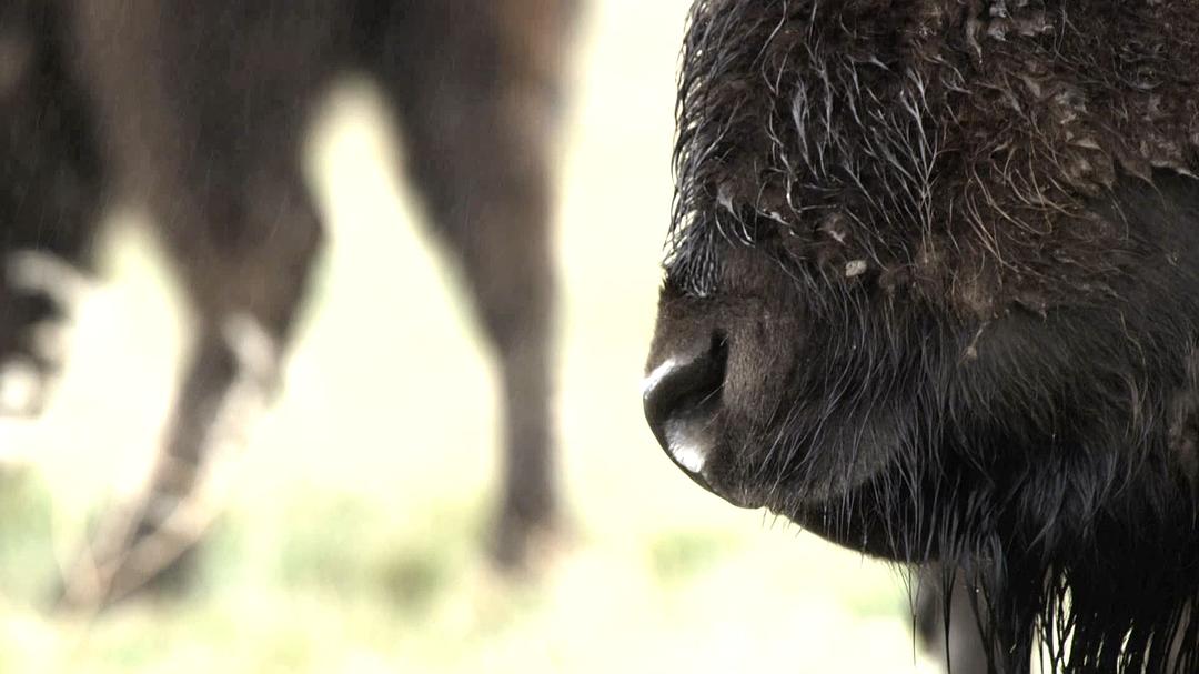 野性加拿大 第一季 Wild Canada Season 1插图4