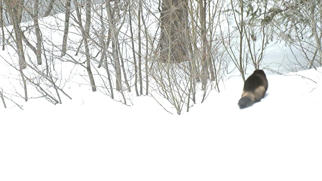 野性加拿大 第一季 Wild Canada Season 1插图6