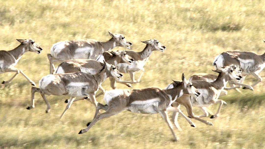 野性加拿大 第一季 Wild Canada Season 1插图7