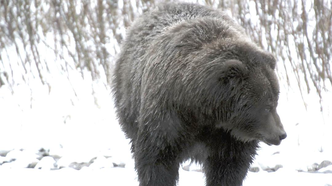 野性加拿大 第一季 Wild Canada Season 1插图8