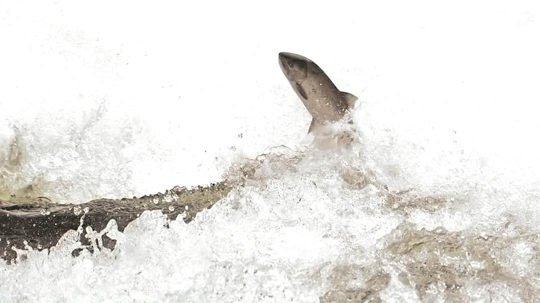 野性加拿大 第一季 Wild Canada Season 1插图12