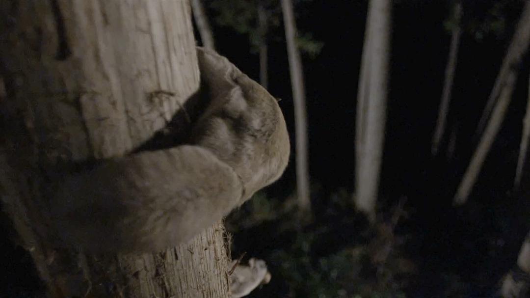 野性加拿大 第一季 Wild Canada Season 1插图15