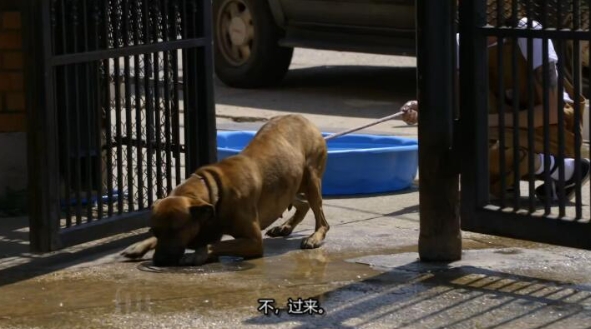 狗儿救援迎新生 第11季 Pit Bulls and Parolees插图2