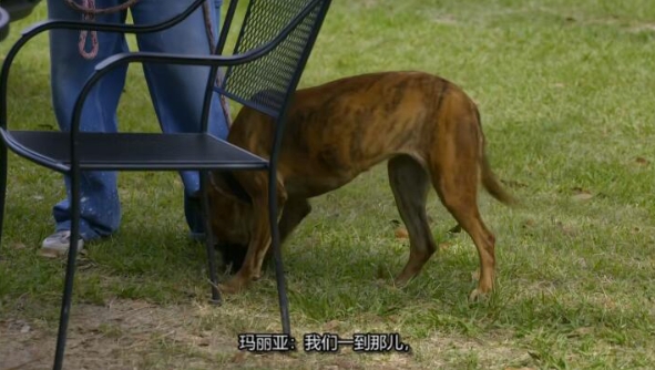 狗儿救援迎新生 第11季 Pit Bulls and Parolees插图3