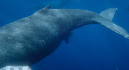 生灵奇旅/不可思议的动物之旅 第1季 Incredible Animal Journeys插图1