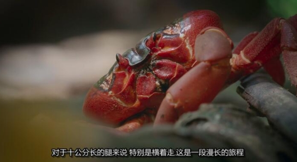 生灵奇旅/不可思议的动物之旅 第1季 Incredible Animal Journeys插图4