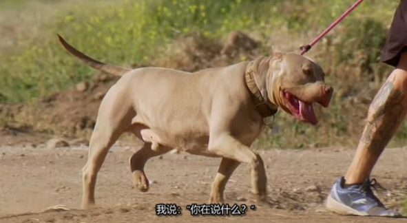 狗儿救援迎新生 第1季  Pit Bulls and Parolees插图2