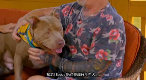 狗儿救援迎新生 第1季  Pit Bulls and Parolees插图4