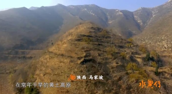 水果传  第1季插图3