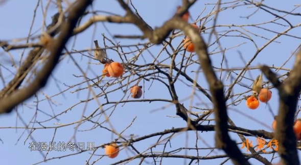 水果传  第1季插图4