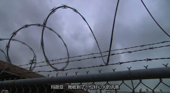 狗儿救援迎新生 第15季 Pit Bulls and Parolees插图1