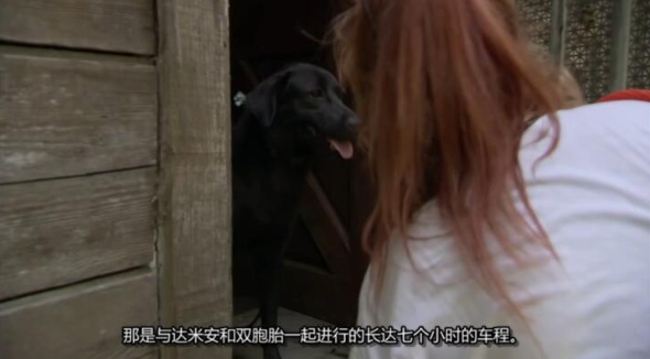狗儿救援迎新生 第17季 Pit Bulls and Parolees插图1