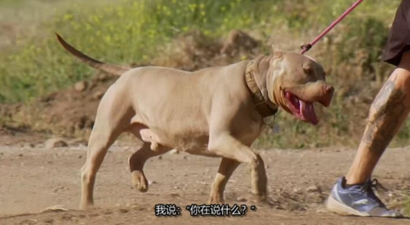 狗儿救援迎新生 第17季 Pit Bulls and Parolees插图3