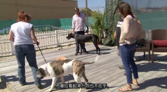 狗儿救援迎新生 第6季 Pit Bulls and Parolees插图4