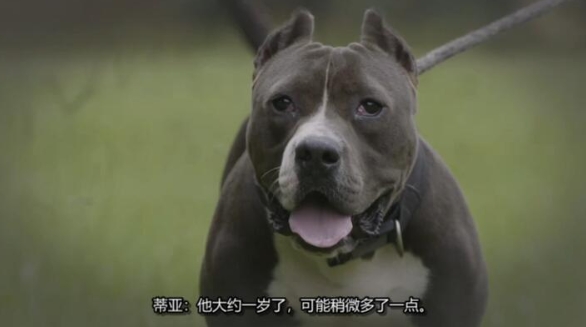 狗儿救援迎新生 第13季 Pit Bulls and Parolees插图4