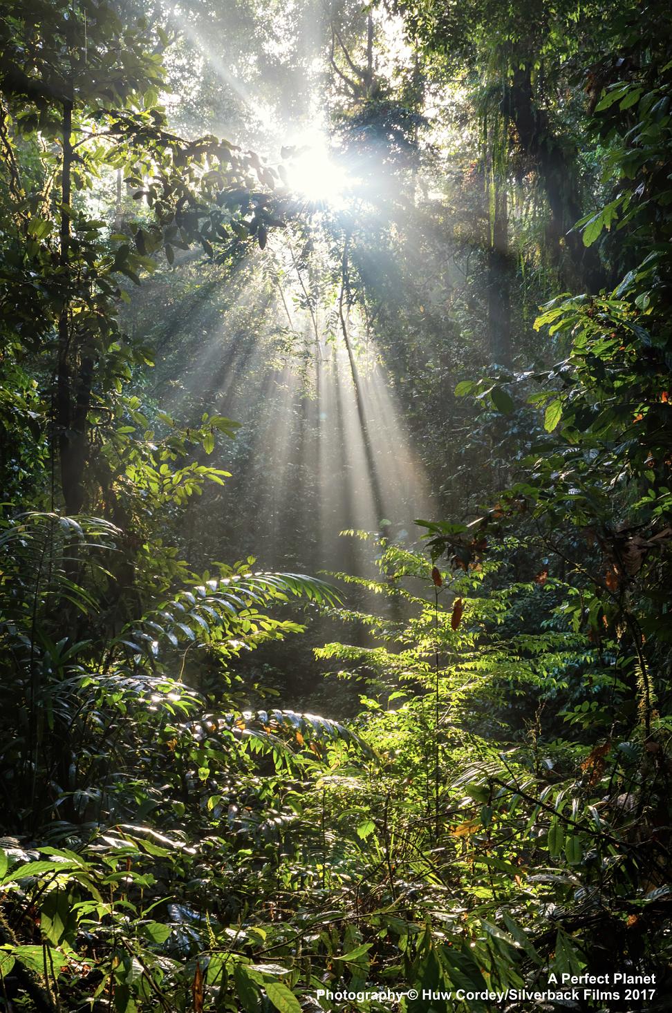 完美星球 A Perfect Planet插图1