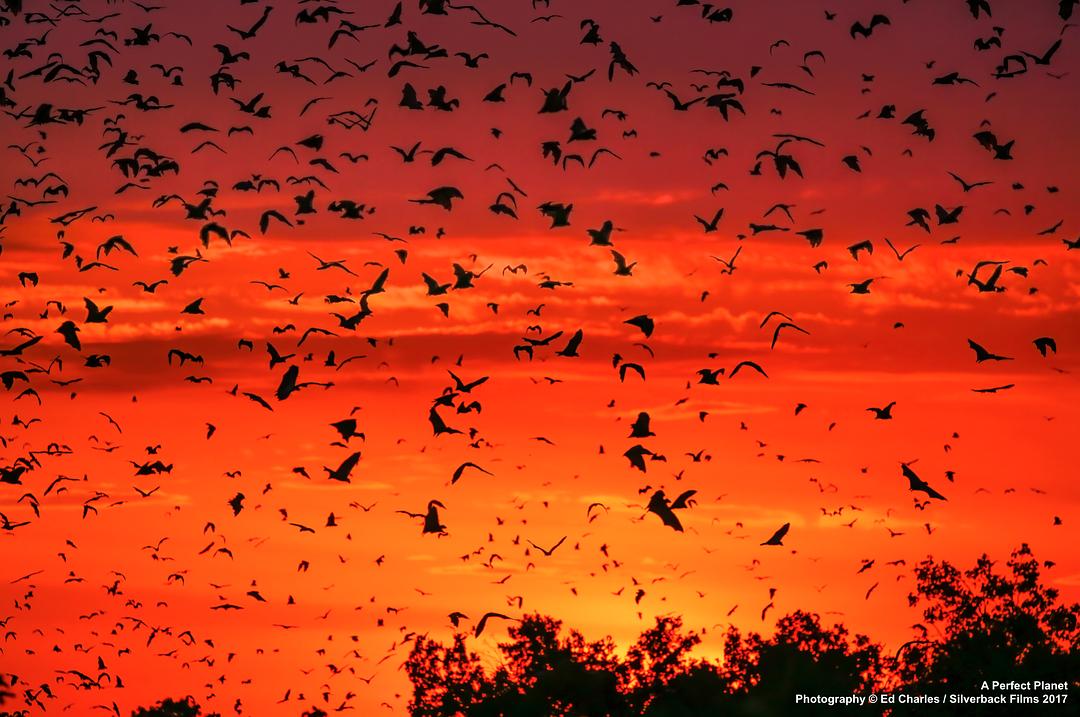 完美星球 A Perfect Planet插图4