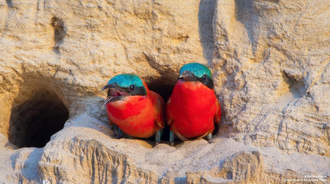 完美星球 A Perfect Planet插图7