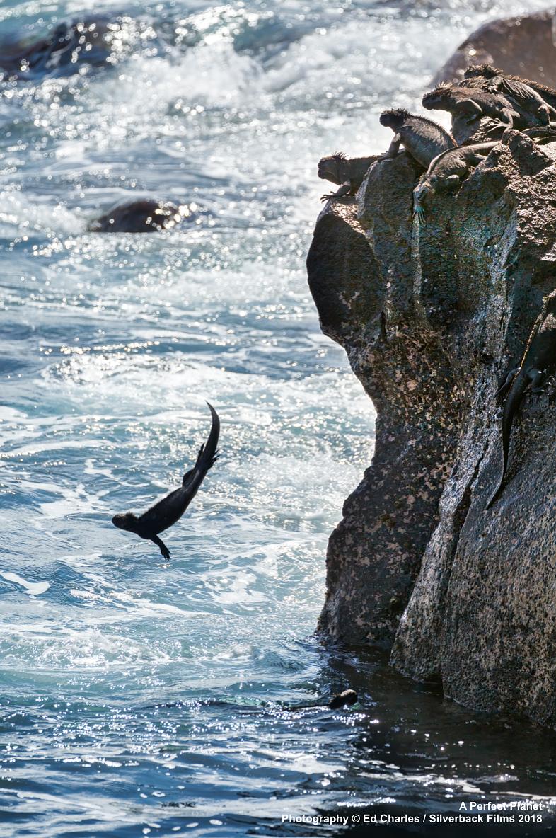 完美星球 A Perfect Planet插图11