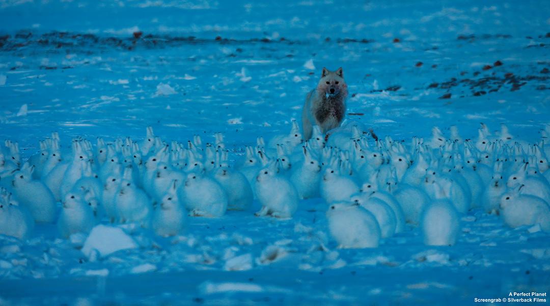 完美星球 A Perfect Planet插图12