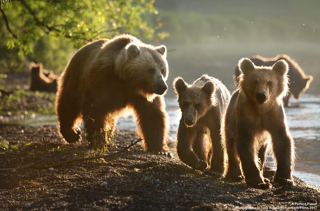 完美星球 A Perfect Planet插图13