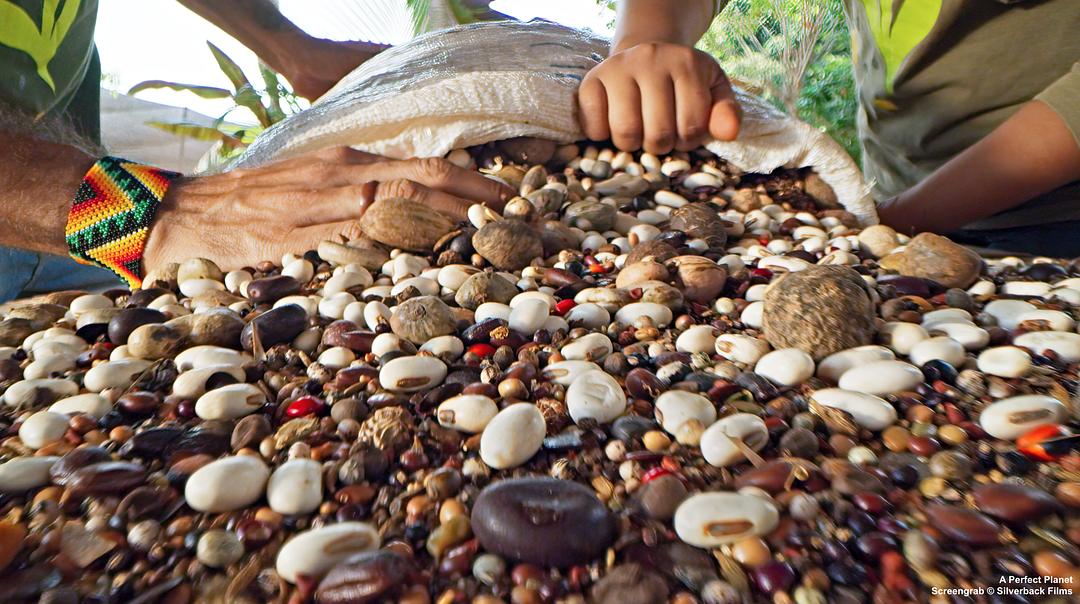 完美星球 A Perfect Planet插图14