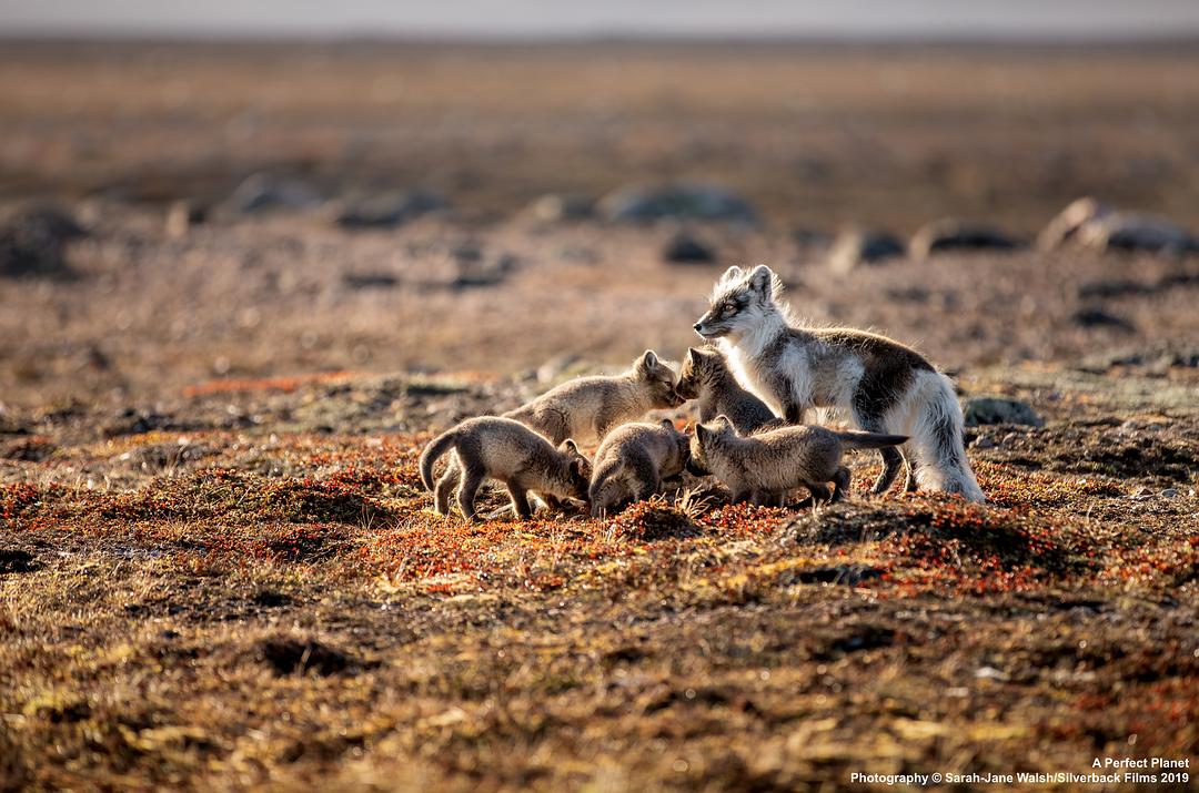 完美星球 A Perfect Planet插图15