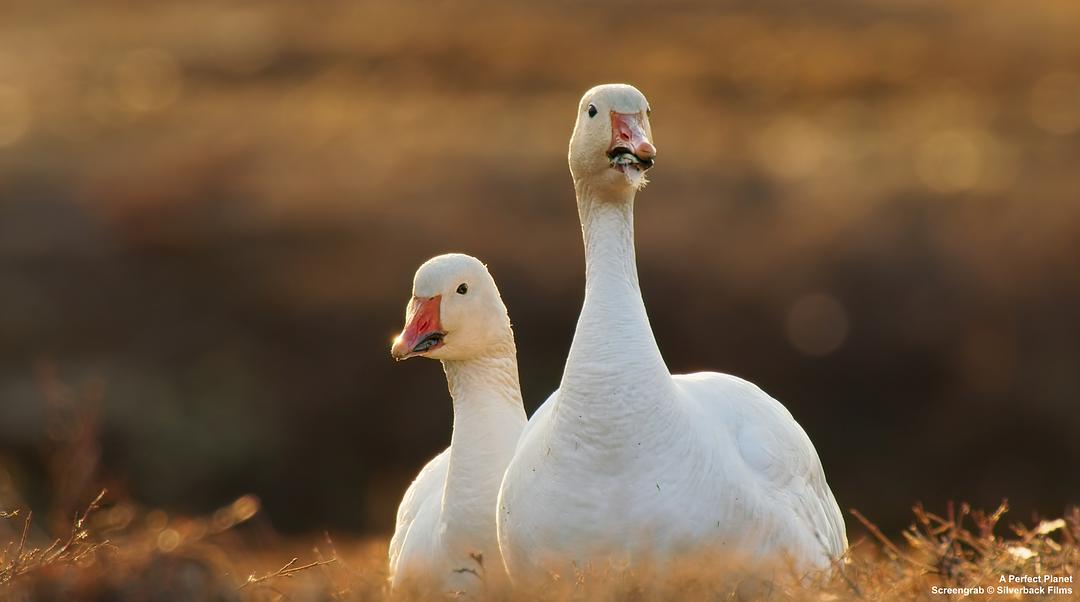 完美星球 A Perfect Planet插图16