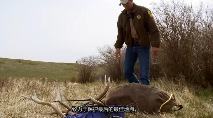 黄石公园守卫者  第1季 Yellowstone Wardens插图2