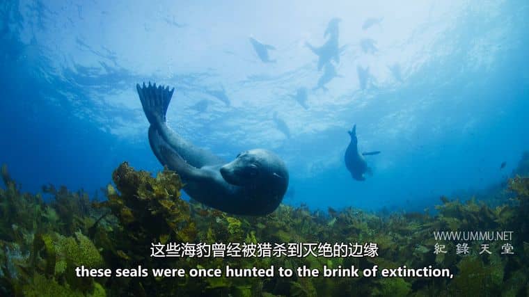 澳大利亚海洋奇幻之旅 Australia's Ocean Odyssey插图3