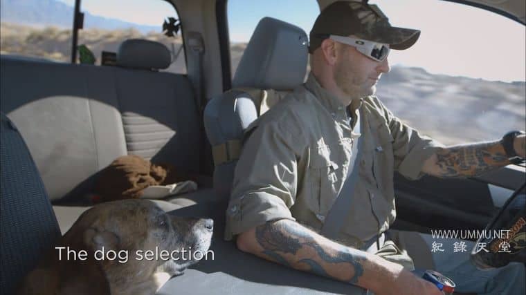 战后应激疗愈犬 Dogs of War插图3