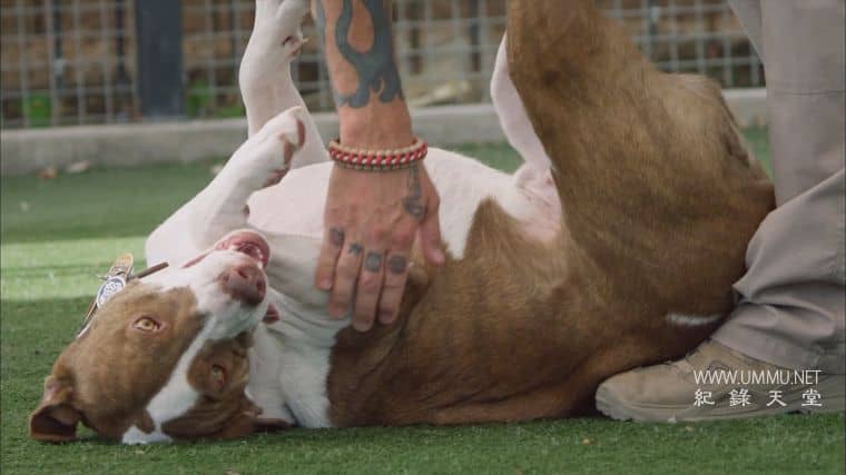 战后应激疗愈犬 Dogs of War插图4