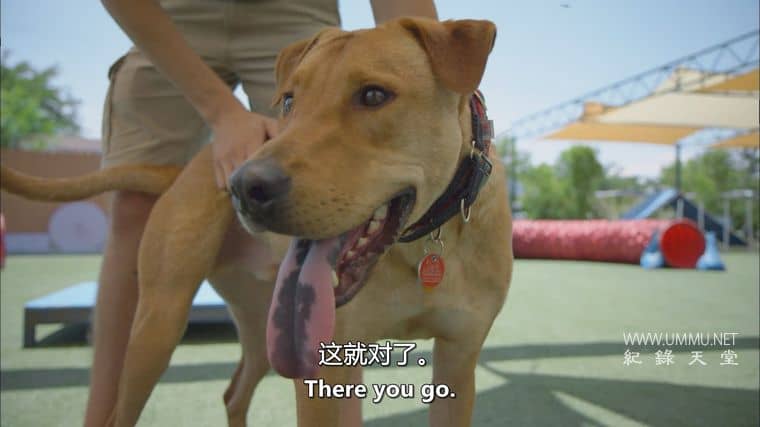 战后应激疗愈犬 Dogs of War插图5