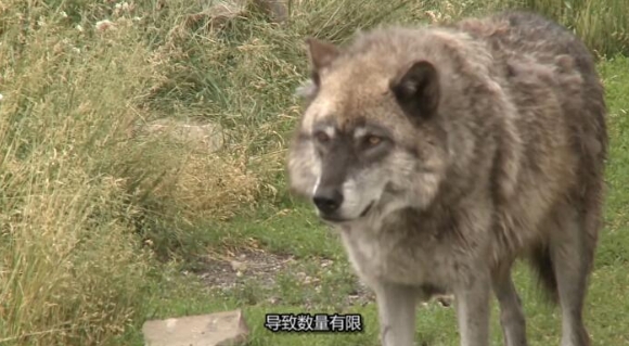 黄石公园守卫者  第5季 Yellowstone Wardens插图3