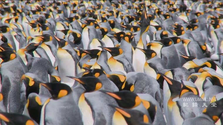 大的、小的和致命的 Big, Small & Deadly插图2