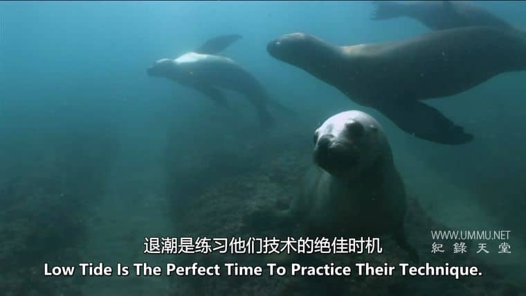 大的、小的和致命的 Big, Small & Deadly插图3