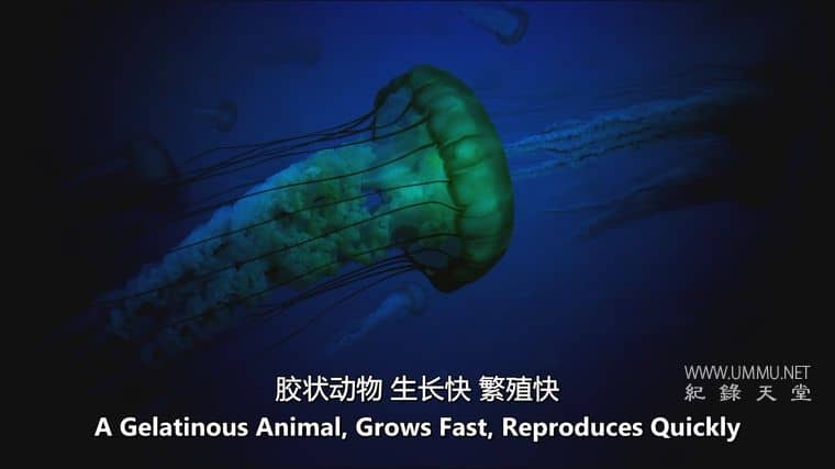 大的、小的和致命的 Big, Small & Deadly插图5