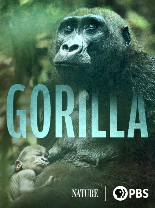 大猩猩 Gorilla插图