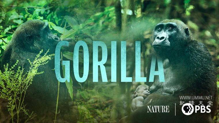 大猩猩 Gorilla插图1