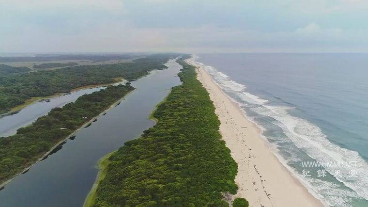 大猩猩 Gorilla插图2