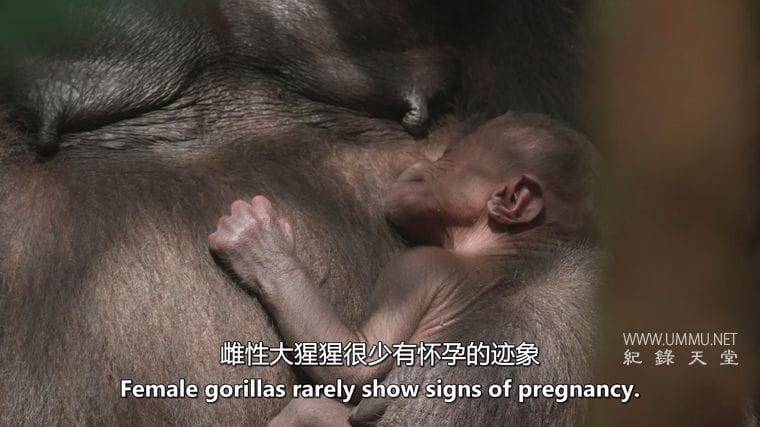 大猩猩 Gorilla插图3